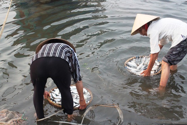 cá nục