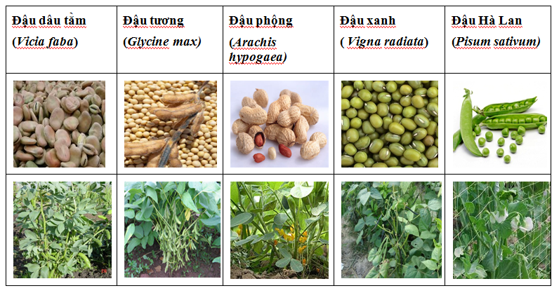  nuôi cá chép, nuôi cá chép giòn, cá trắm giòn, cá giòn, kỹ thuật nuôi cá, thức ăn cá chép giòn