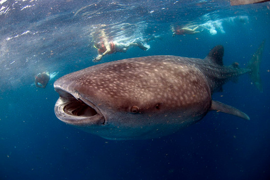 cá mập voi