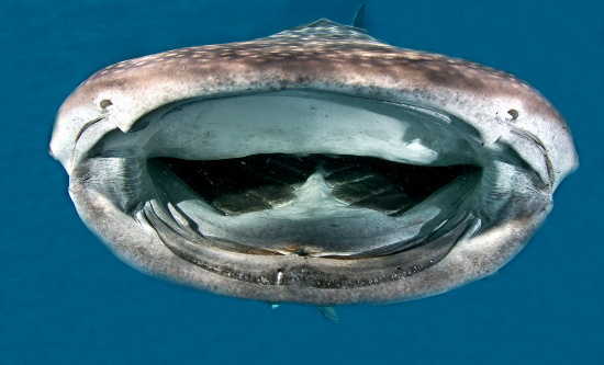cá mập voi