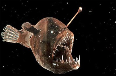 “Cần câu” phát quang nhân tạo. Loài cá angerfish (kẻ câu cá) có một bộ phận mọc dài trên đầu, trông như một cái gai xương sống. Chúng sử dụng bộ phận này thu hút con mồi tới gần rồi tấn công. Trong bóng tối, “chiếc cần câu” này còn có thể phát quang để chúng săn mồi một cách hiệu quả nhất.