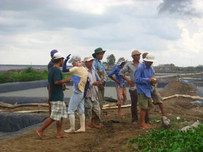 cào nghêu