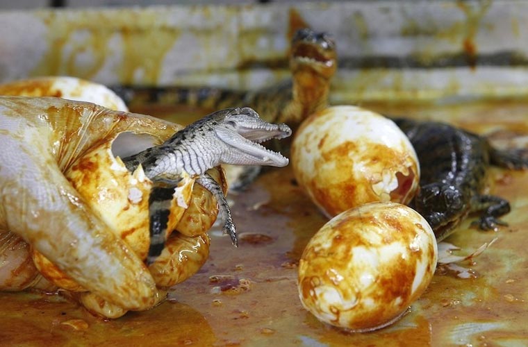 Hăm hở vươn ra để bắt đầu cuộc sống.