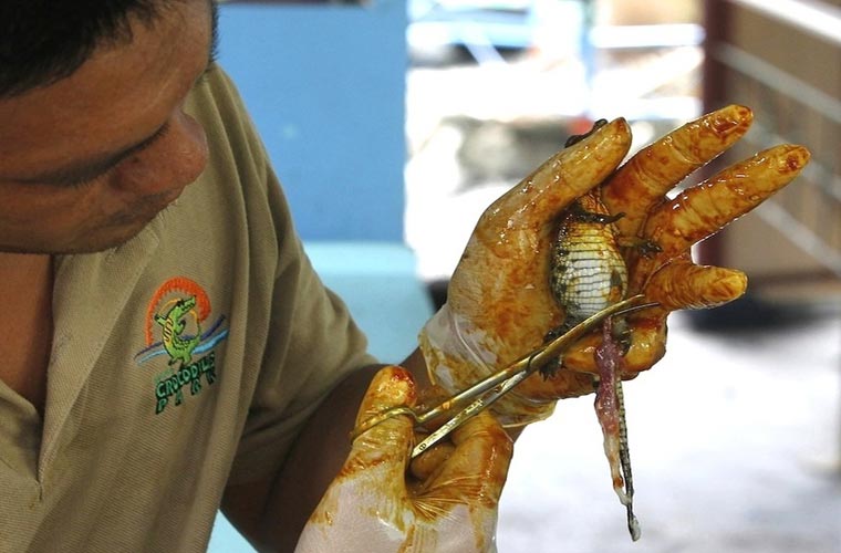 Chúng cũng được cắt dây rốn như người.