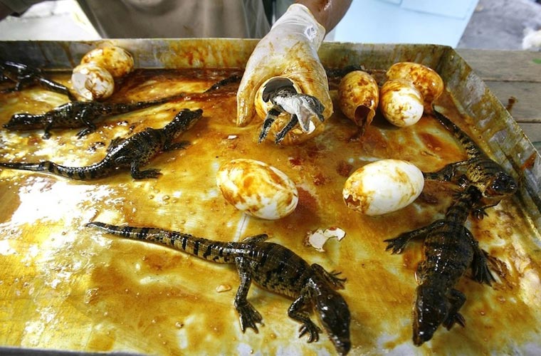 ...cùng các anh chị em trong đàn.