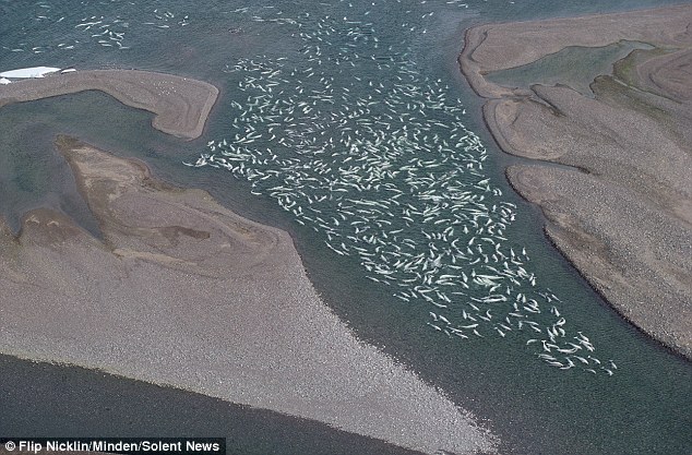Nắng nóng làm băng trên đảo Somerset tan chảy tạo thành những dòng suối nhỏ với rất nhiều loài cá nhỏ làm thức ăn cho cá voi trắng.