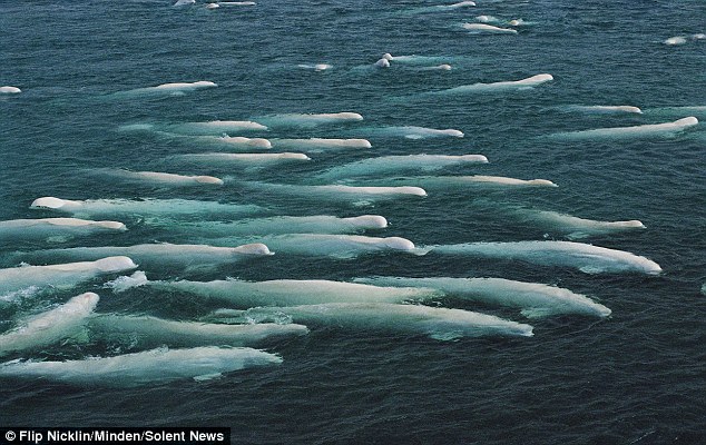 Trong những tháng mùa đông, cá voi trắng thường di cư xuống phía nam vì khu vực đảo Somerset bị đóng băng trong thời gian này....