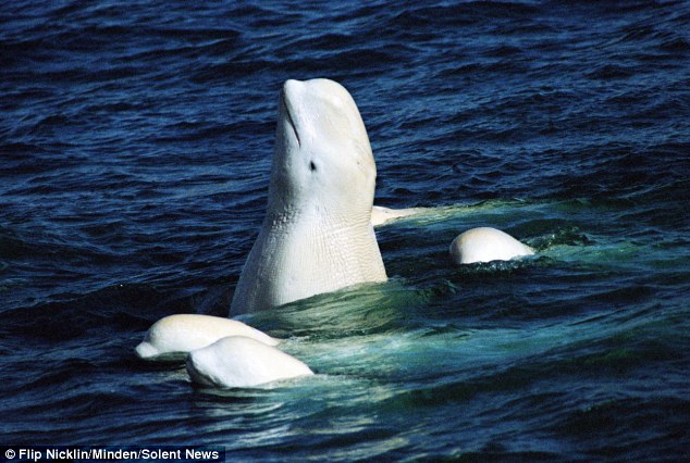 Cá voi trắng trở lại vùng biển quanh đảo Somerset vào đầu mùa hè để sinh sản và kiếm ăn.