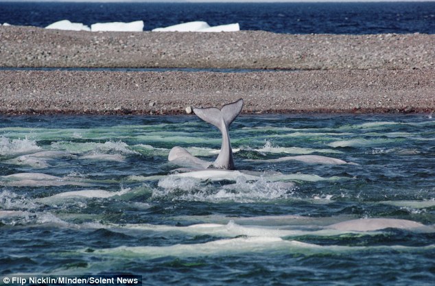  Cá voi trắng chỉ sống ở những vùng nước lạnh ở Bắc Cực. Tuy nhiên, số lượng loài cá quý hiếm này đang suy giảm nghiêm trọng, một phần do tình trạng săn bắt quá mức của con người.