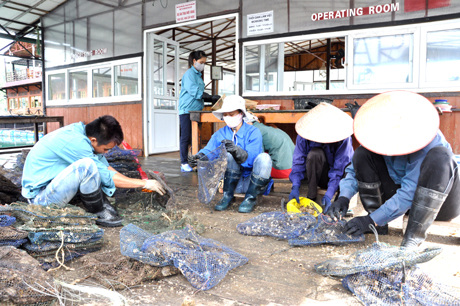 cấ ghép ngọc trai