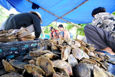 cấy nhân ngọc trai