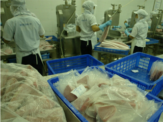 Chế biến sản phẩm cá ngừ XK tại Công ty Thủy sản Bình Định