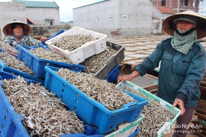 chế biến cá, cá trỏng, chế biến cá trỏng, cơ sở chế biến cá, làng nghề chế biến cá