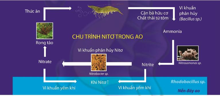 xử lý nước trong ao nuôi tôm