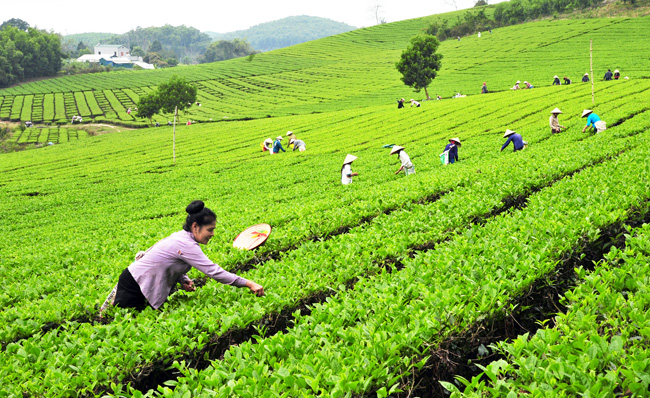 Chuyển biến tích cực trong sản xuất nông nghiệp