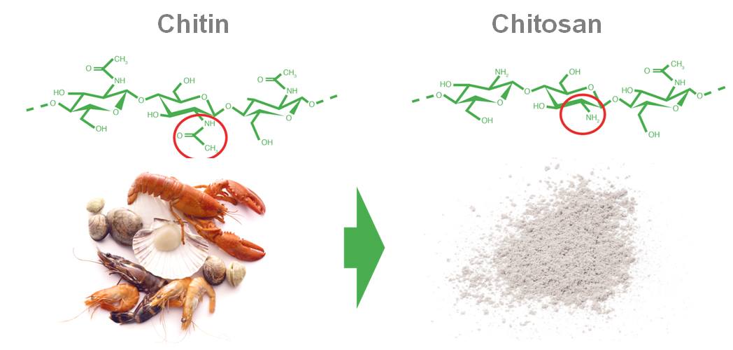 chitosan với cá, chitosan thủy sản, sản xuất chitosan