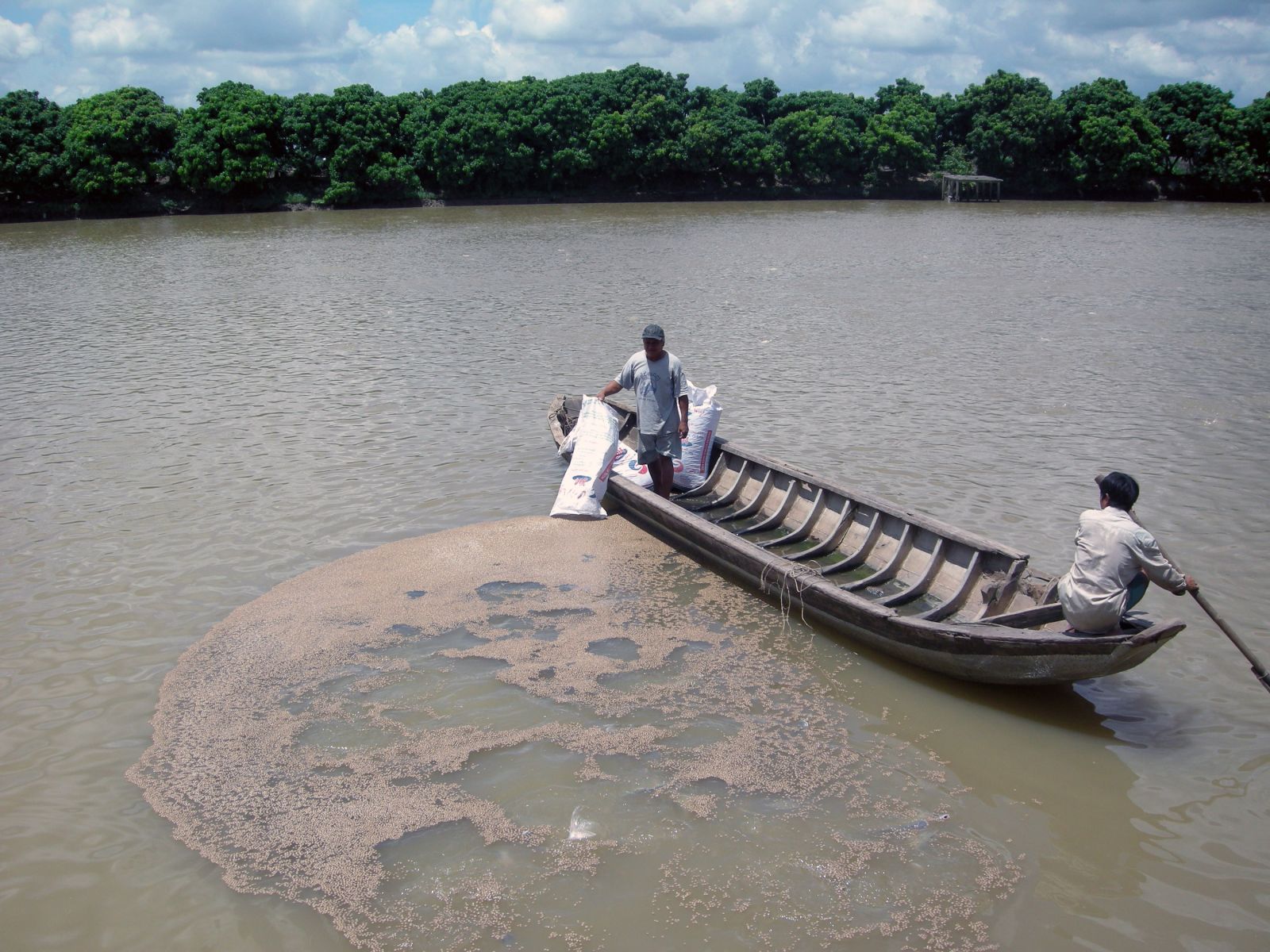 cho cá ăn