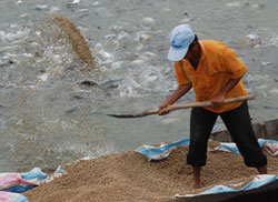 Nông dân ĐBSCL đang cho cá ăn trước đây. Photo courtesy agroviet.