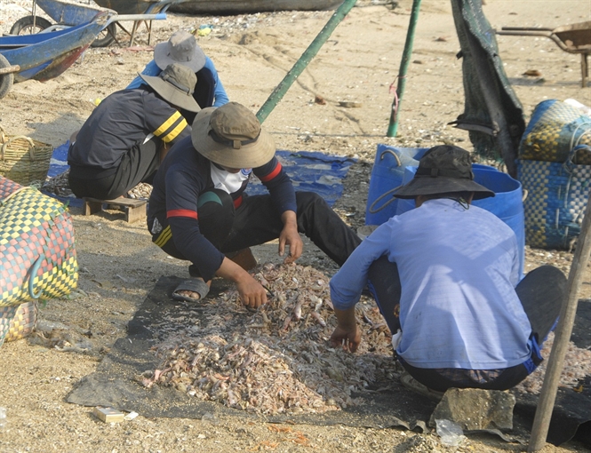 Những hộ nuôi tôm hùm ở phường Xuân Yên chuẩn bị thức ăn cho tôm