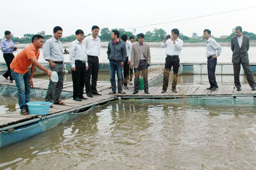 tin thủy sản, nuôi cá, nuôi cá theo VietGAP