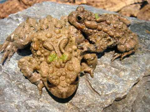 Hình tượng ếch nhái trong văn hóa  Wikipedia tiếng Việt