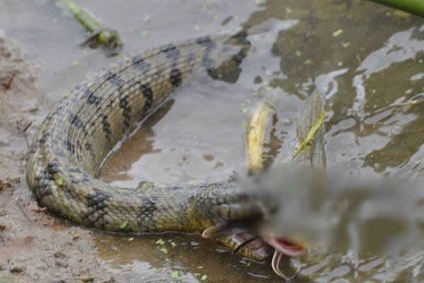 Trở lại với hình ảnh của con trăn chọn cá làm miếng mồi ngon, phải rất khó khăn thì con trăn này mới 