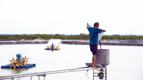 nuôi tôm, nuôi tôm siêu lợi nhuận, nuôi tôm Quảng Ninh, cử nhân nuôi tôm, nuôi tôm thẻ chân trắng, mô hình nuôi tôm