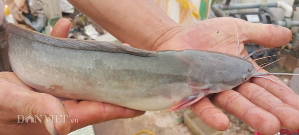 nuôi cá, thủy sản, cử nhân nuôi cá, nuôi trồng thủy sản, thủy sản, cá trê