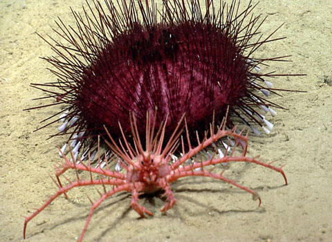 A stone crab and a purple sea urchin are roaming in a canyon off the northeastern Atlantic coast, USA.