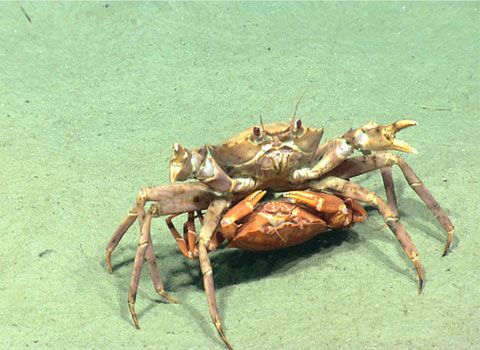 A pair of red saws are mating. The male crab is "carrying" his partner under his belly.