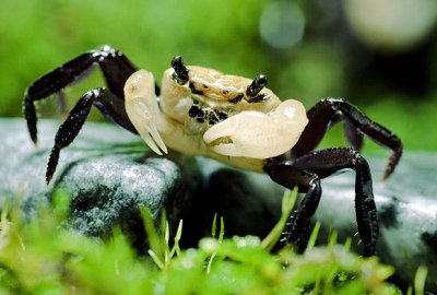 Cua ma có nhiều màu sắc khác nhau...