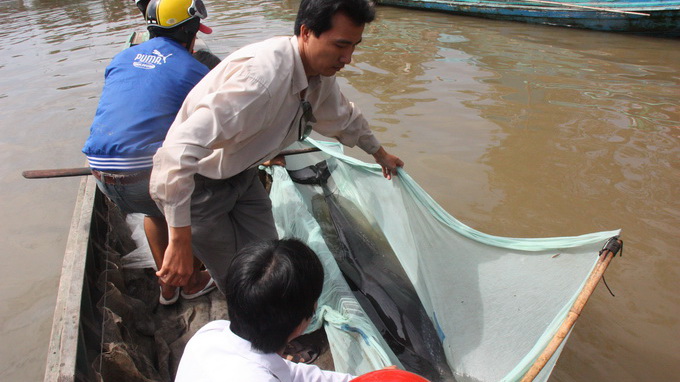 cứu hộ cá heo