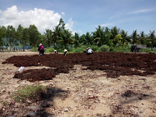 mùa khai thác rong mơ, khai thác thủy sản