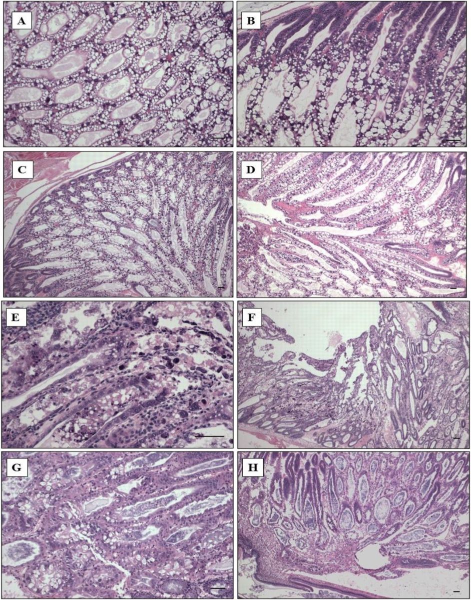 Gen đột biến Vibrio parahaemolyticus bất hoạt khả năng gây bệnh EMS