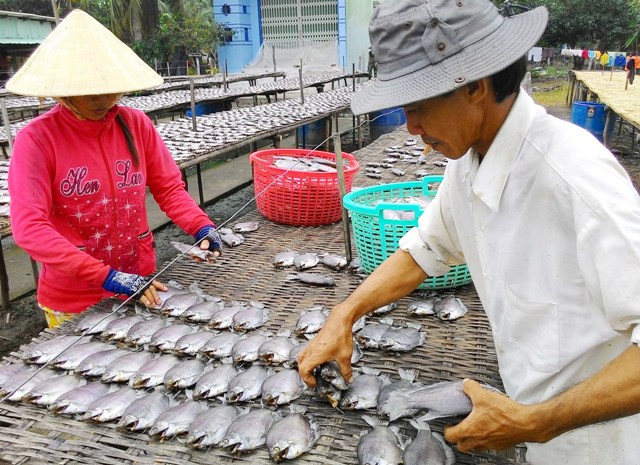 khô cá bổi, cá bổi khô, khô bổi, cá lạt, chế biến cá bổi, nuôi cá bổi, đặc sản U Minh