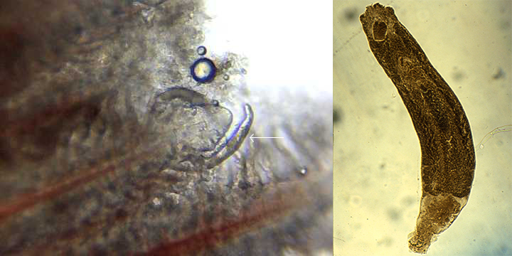 Dactylogyrus, Dactylogyrus in fish, Dactylogyrus trên cá, cá bệnh, bệnh cá, bệnh ký sinh trùng trên cá