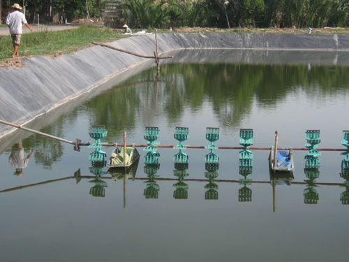 ao tôm chuyên gia trung quốc