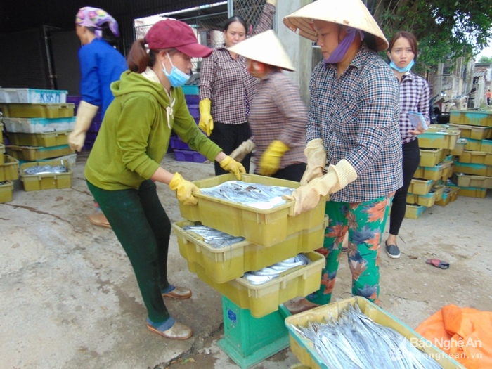 cá hố, bắt cá hố, xuất khẩu thủy sản, đánh bắt cá hố xuất khẩu