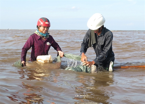 đánh bắt tép