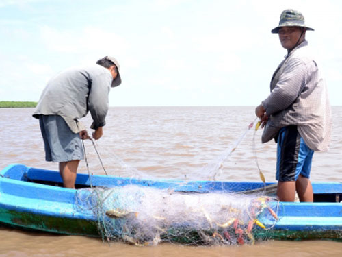 Đánh lưới ba màng, hình thức bị nghiêm cấm nhưng vẫn ngang nhiên hoạt động trên vùng bãi bồi. (Ảnh chụp ngày 15/5/2013).