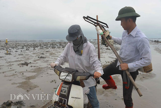 Đào giun biển thu tiền triệu