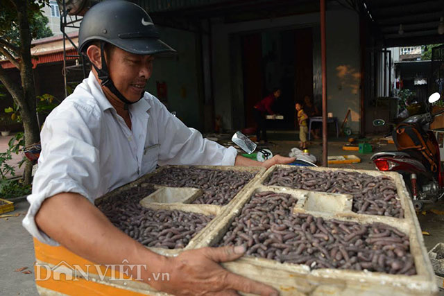 Đào giun biển thu tiền triệu