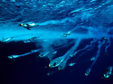 Cánh cụt Hoàng đế là loài chim lặn sâu nhất trên hành tinh. Chúng có thể lặn xuống độ sâu 564 m và ở dưới nước hơn 20 phút.