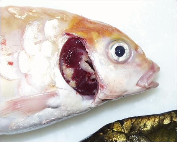 Mang ca benh Koi herpesvirus Disease