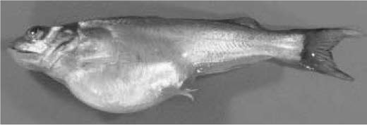 Cá giống trê sông nhiễm bệnh CCVD; con phía trên bụng chướng to; lỗ liệu sinh