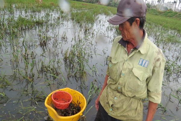 bắt ốc bươu vàng, nghề cày ốc bươu vàng, nghề cày ốc bươu, bắt ốc, thủy sản