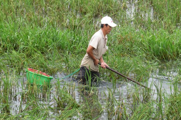 bắt ốc bươu vàng, nghề cày ốc bươu vàng, nghề cày ốc bươu, bắt ốc, thủy sản