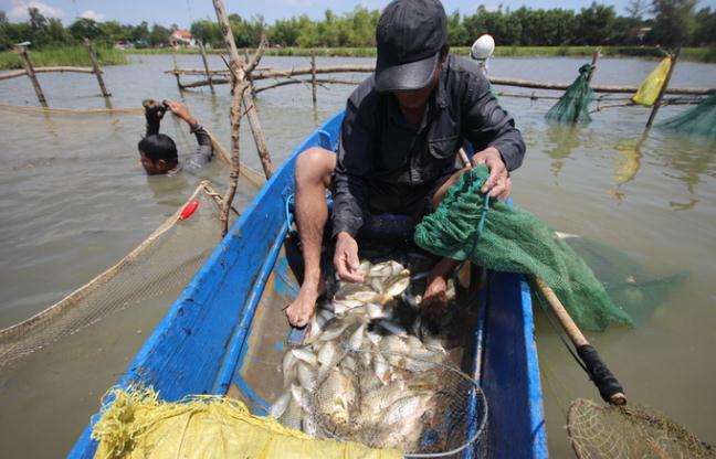 Quảng Nam bắt cá