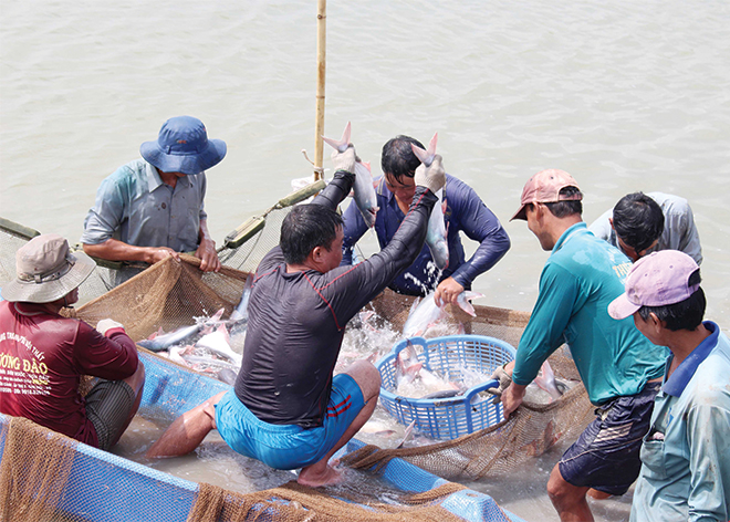 chế biến cá tra, chế biến cá tra xuất khẩu, xuất khẩu cá tra, Xuất khẩu cá tra sang Trung Quốc