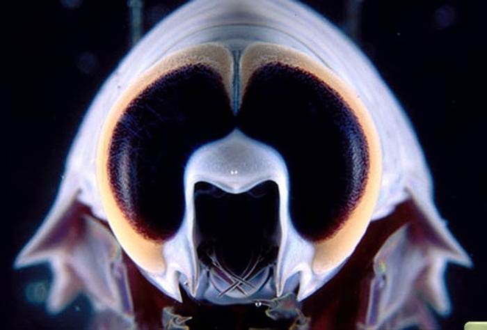 Đầu của một động vật giáp xác có 2 chân, thuộc nhóm Aphipod